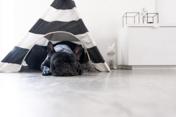 Our french bulldog Ruby Tuesday @officialrubytuesday sleeping inside her teepee on her favorite concrete floor and a little sheep rug.