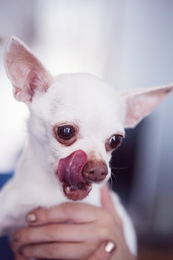 Our newest family member, yet to be named. He is a senior rescue, maybe 10 years old. His voice is adorable. He sounds like a broken squeaky toy. He weighs less than 5 pounds and was found as a stray. He is a Chihuahua.