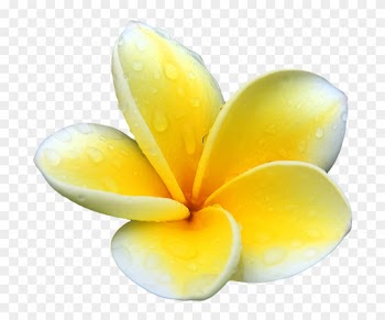Our Powerful Organic Bio-active Ingredients Are Wild - Flower Plumeria Yellow Png