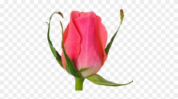 Our Roses - Garden Roses