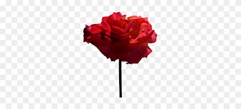 Out Of These Two Flowers I Have Chosen The White One - Rose