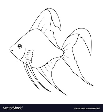outline angelfish isolated on a white background