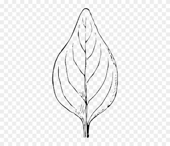 Outline, Leaf, Template, Plant, Automatic, Nature - Folha Preto E Branco