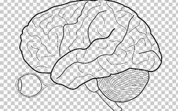 Outline Of The Human Brain Human Body PNG, Clipart, Anatomy, Area ...