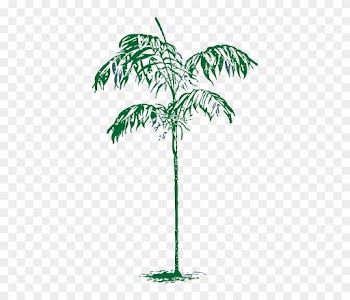 Outline, Palm, Tree, Plant, Coconut, Dates, Date - Palm Trees
