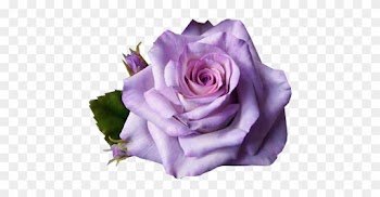 Outras Imagens Pngs De Flores, Imagens Pngs De Flores - Flowers Rose