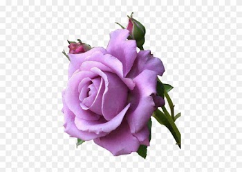 Outras Imagens Pngs De Flores, Imagens Pngs De Flores - Good Morning Purple Roses