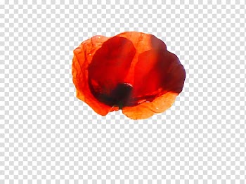 , oval red and orange abstract illustration transparent background PNG clipart