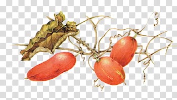 Oval red fruits painting transparent background PNG clipart