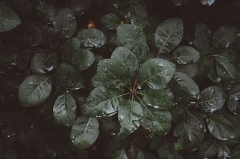 ovate green plant