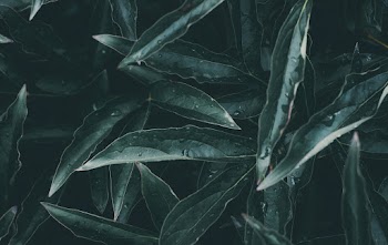 Ovate Leaves