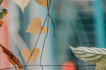 Ovate-shaped Beige Leaf
