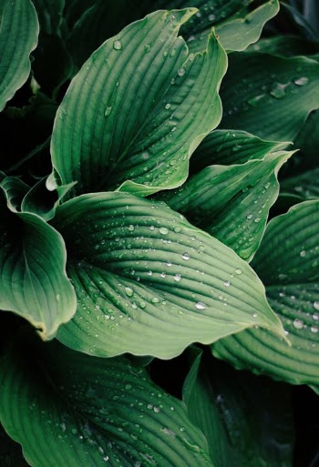 Overhead Shot of Wet Green Leaves · Free Stock Photo