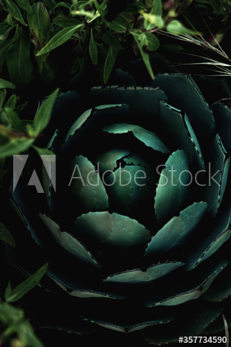 Overhead view of cactus plant