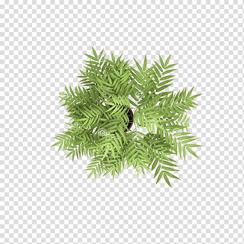 Overlooking the tree flowers transparent background PNG clipart