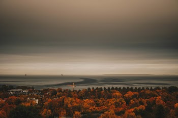 Overview Photo of Maple Trees