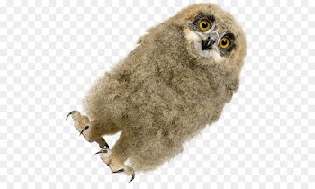 Owl, Beak, Bird Of Prey PNG