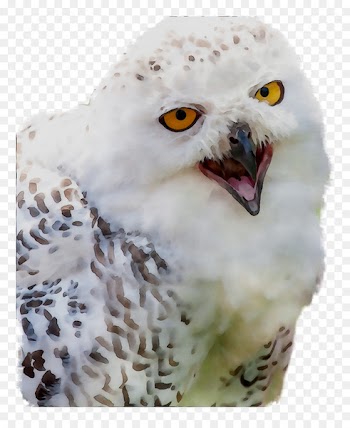 Owl, Beak, Bird, Snowy Owl PNG