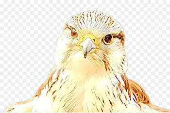 Owl, Beak, Buzzard, Bird, Vertebrate PNG