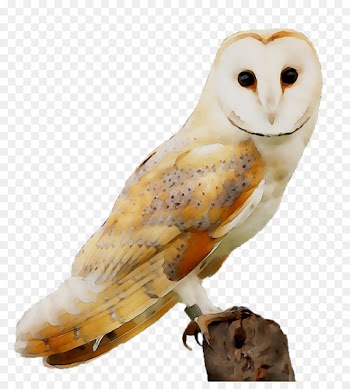 Owl Beak Fauna Feather -  