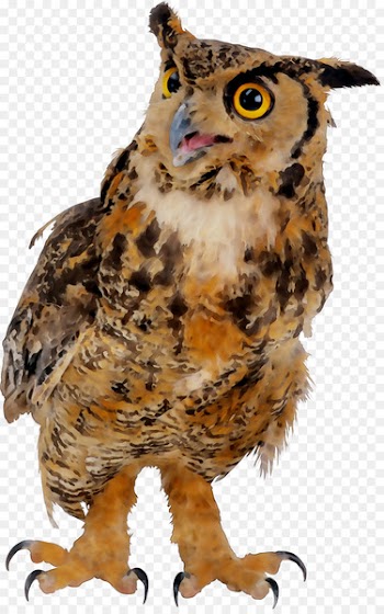 Owl Beak Fauna Feather Animal -  