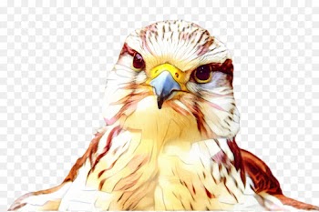 Owl, Beak, Hawk, Bird, Vertebrate PNG