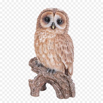 owl bird bird of prey animal figure barn owl