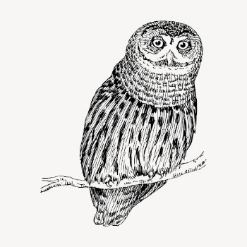 Owl bird clipart, vintage illustration | Free Vector - rawpixel