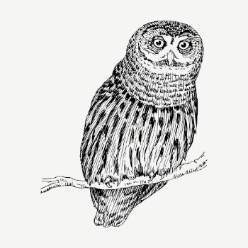Owl bird collage element, vintage | Free PSD - rawpixel