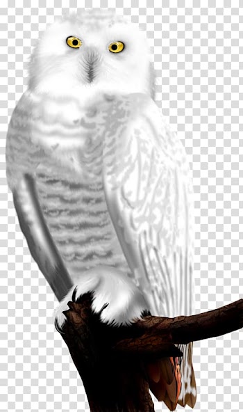 Owl Bird ForgetMeNot Feather, White owl transparent background PNG clipart