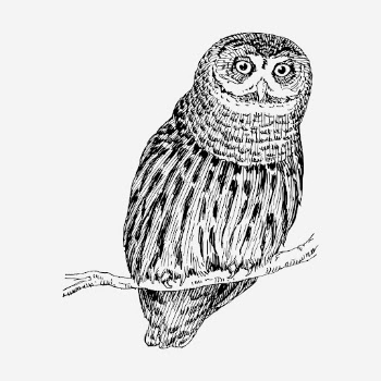 Owl bird hand drawn illustration. | Free Photo - rawpixel