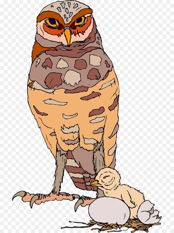 Owl Clip art Bird Beak Illustration - owl 