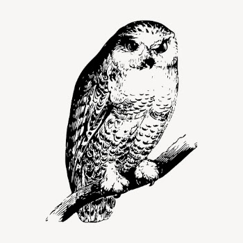 Owl clipart, vintage bird illustration | Free Vector - rawpixel