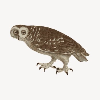 Owl clipart, vintage hand drawn | Free Vector - rawpixel