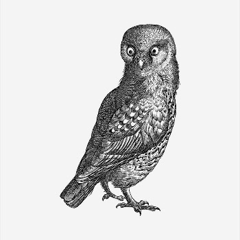 Owl  clipart, vintage hand | Free Vector - rawpixel
