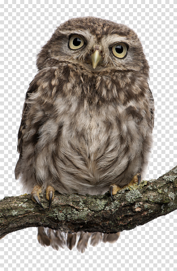 Owl Download PNG Image