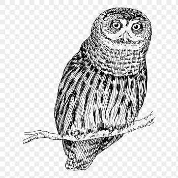 Owl drawing png sticker vintage | Free PNG - rawpixel