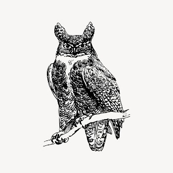 Owl drawing, vintage animal illustration | Free Vector Illustration - rawpixel