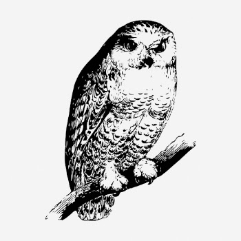Owl drawing, vintage bird illustration. | Free Photo - rawpixel