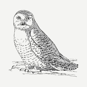 Owl drawing, vintage illustration psd. | Free PSD - rawpixel