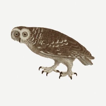 Owl drawing, vintage illustration psd. | Free PSD - rawpixel
