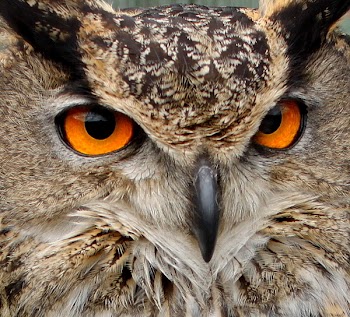 Owl_Eagle_1881.JPG