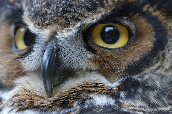 owl_eyes.jpg