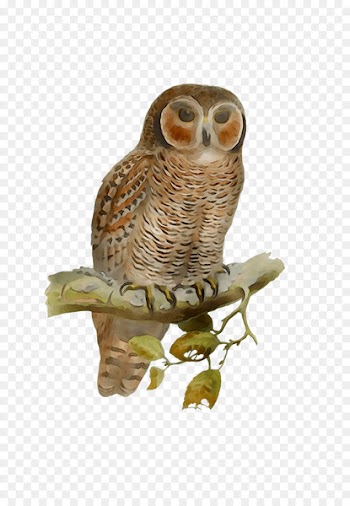 Owl Fauna Beak -  