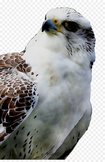 Owl Hawk Common buzzard Beak -  