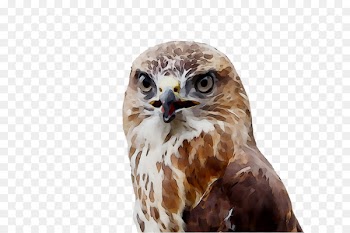 Owl Hawk Common buzzard Fauna -  