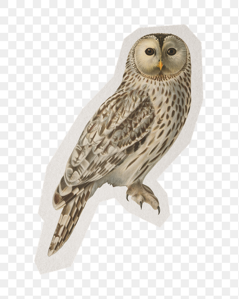 Owl illustration png sticker, paper | Free PNG - rawpixel