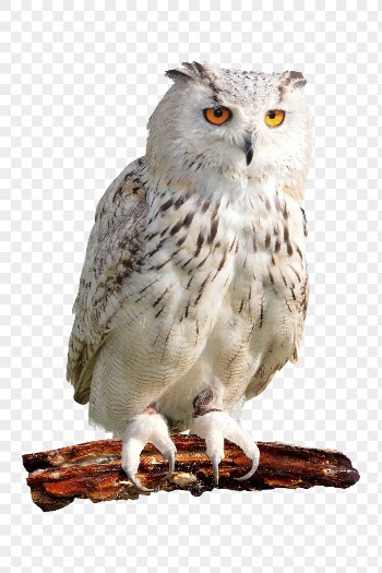 Owl png clipart, bird, transparent | Free PNG - rawpixel