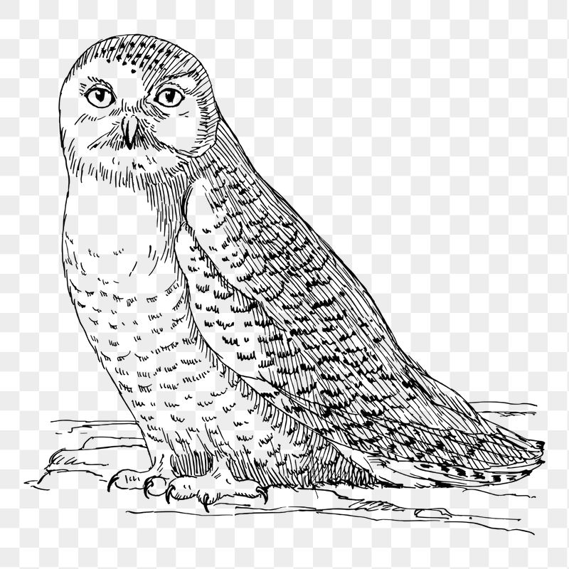 Owl png sticker illustration, transparent | Free PNG - rawpixel