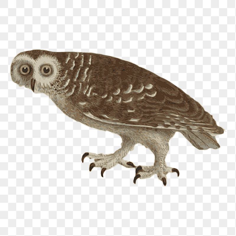 Owl png sticker illustration, transparent | Free PNG - rawpixel